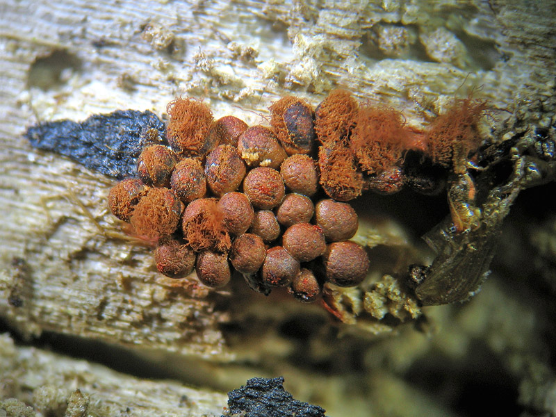 Metatrichia vesparium